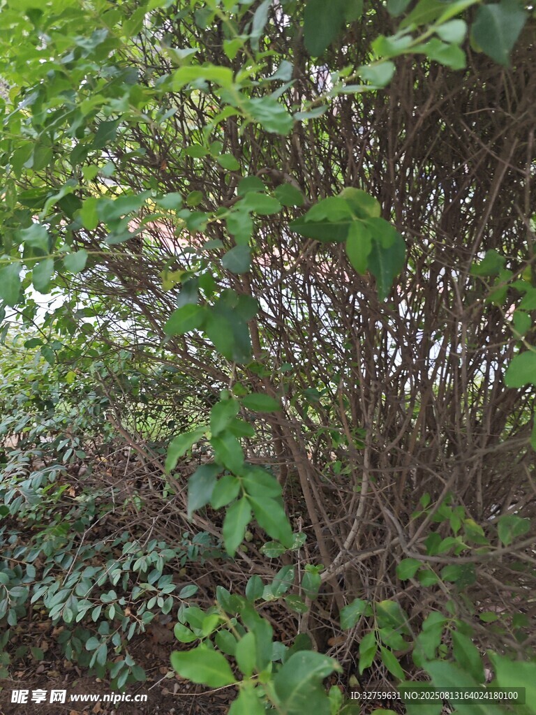 繁茂绿植景观