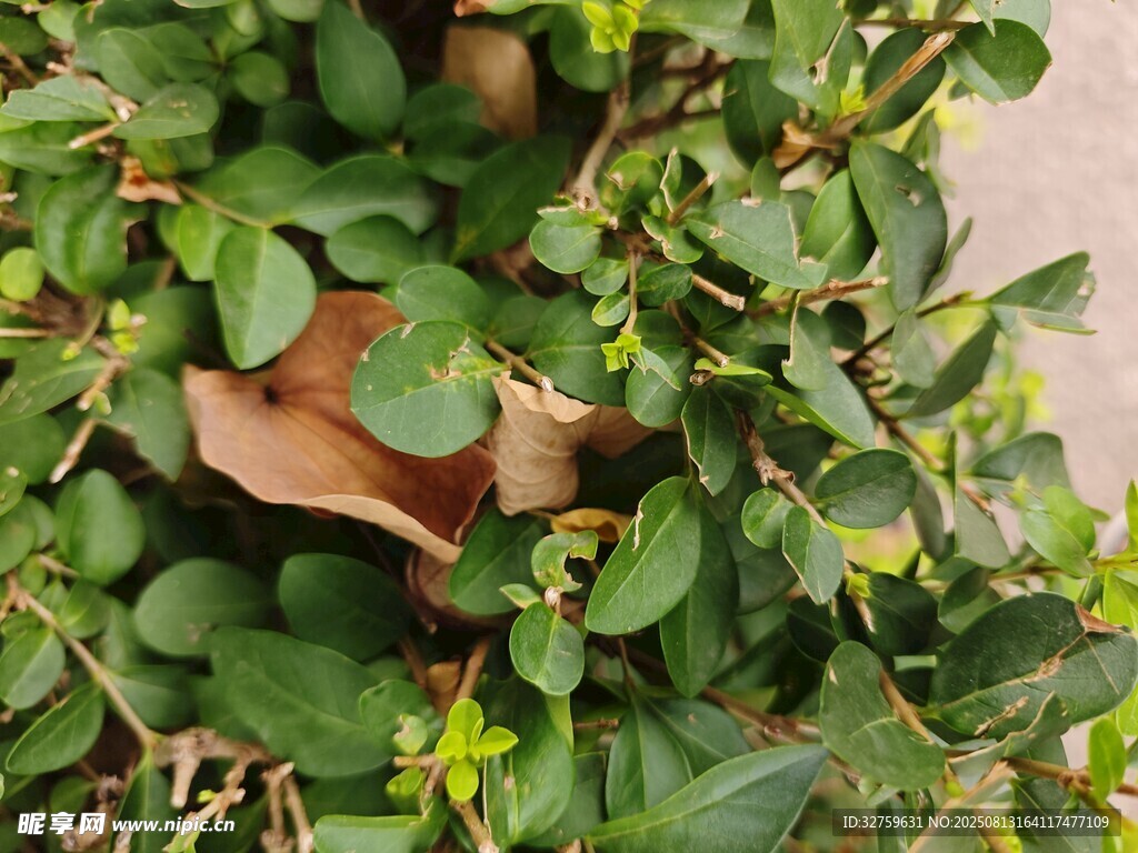 绿叶丛中的棕色物体