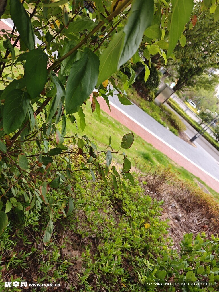路边绿植景观