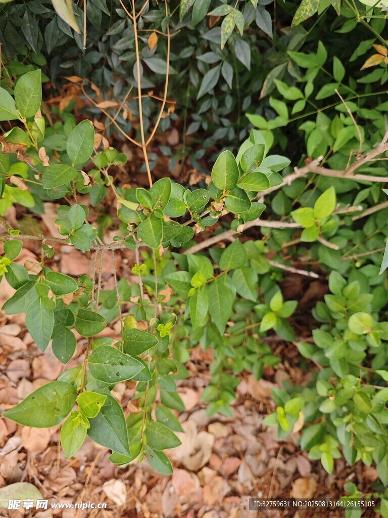 绿叶植物生长于碎石间