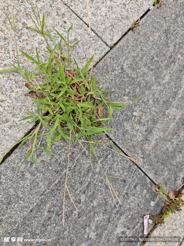 石缝中顽强生长的小草
