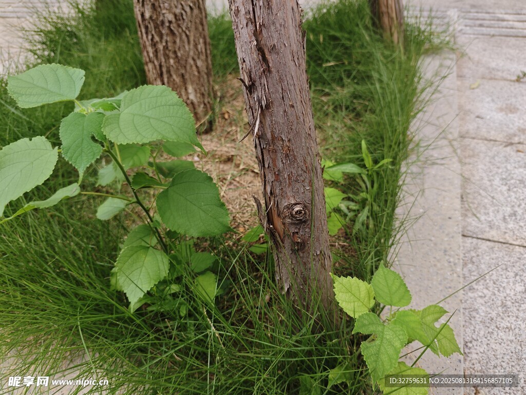 树下绿植景观