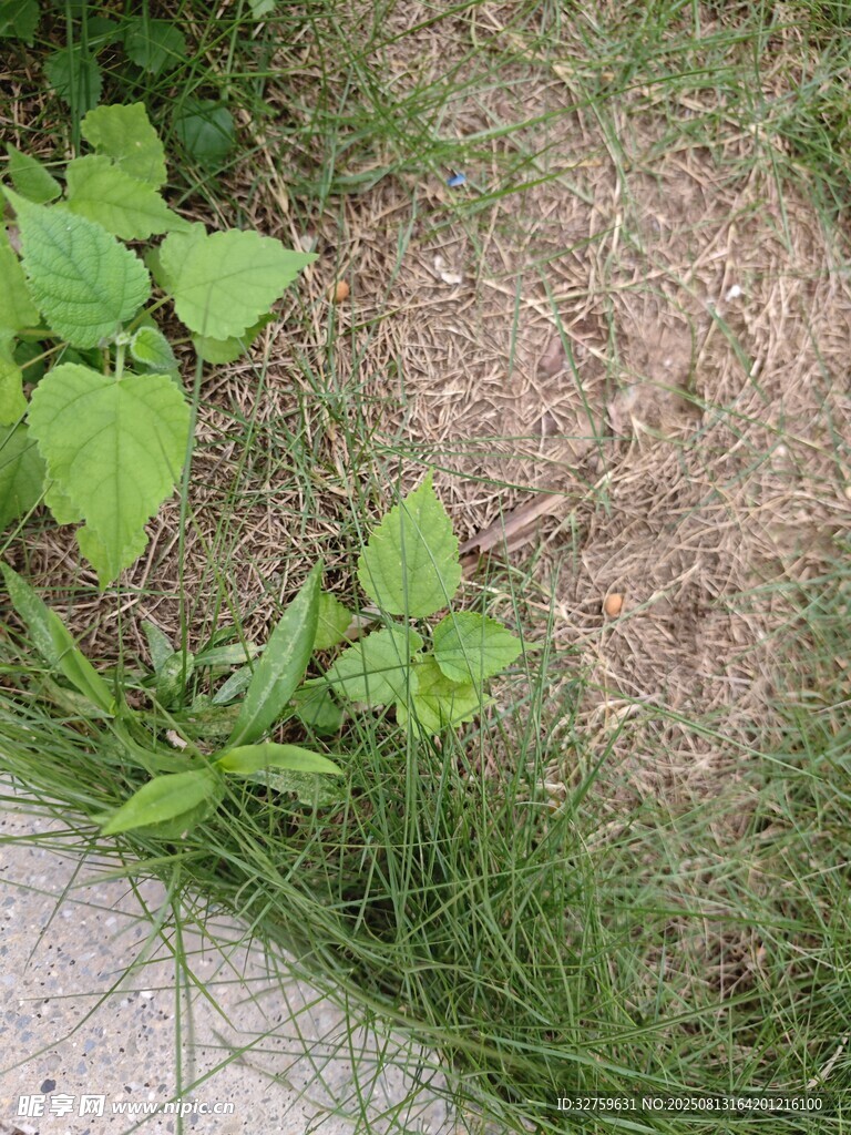 路边草地与绿植景象