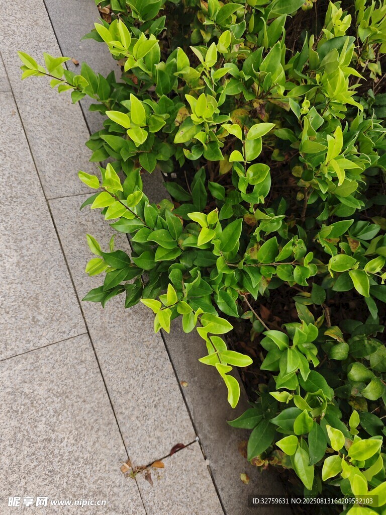 路边翠绿灌木丛