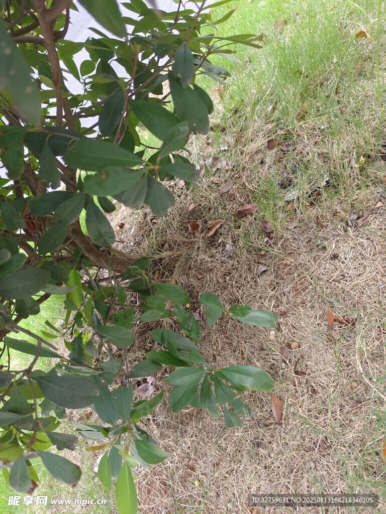 草丛中的绿植与地面景象
