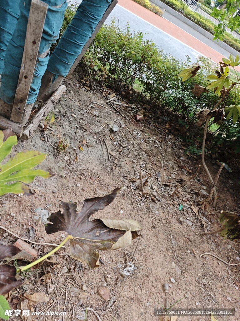 地面上的枯叶与绿植