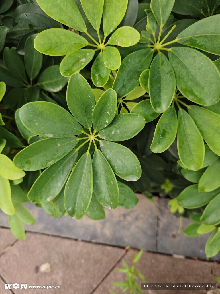 翠绿鹅掌柴叶片特写