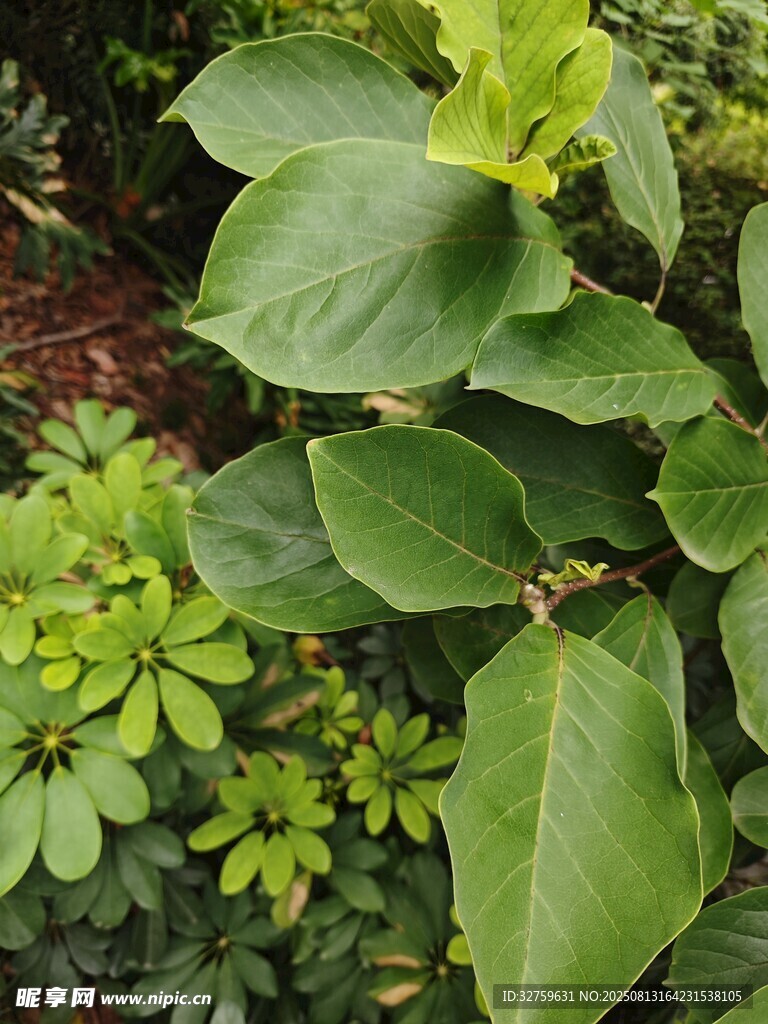 翠绿繁茂的多样绿植