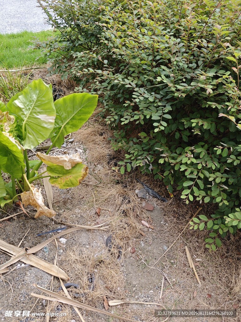 农田边的绿植与泥土景象