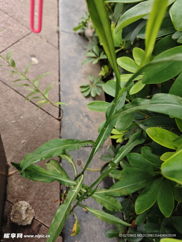 庭院中的绿色植物