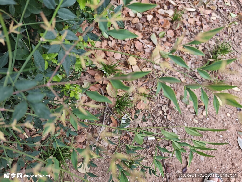 地面上的杂草与碎石