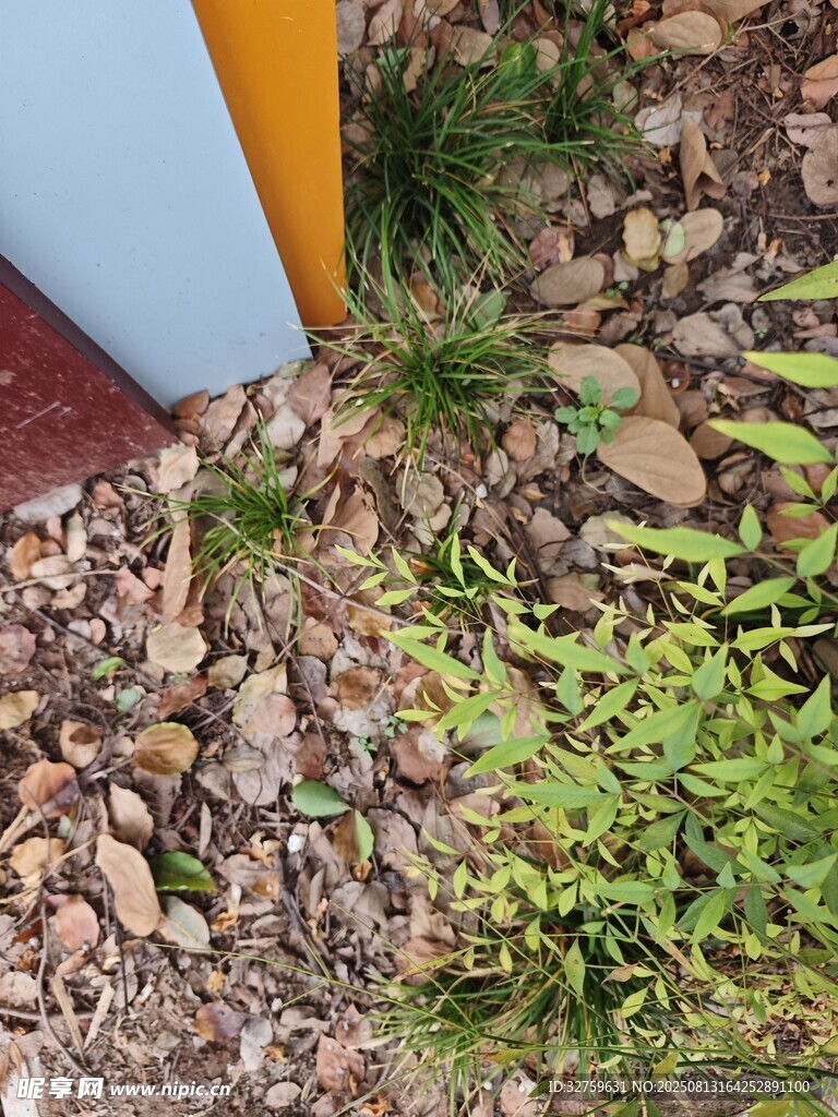 墙角绿植与碎石景观