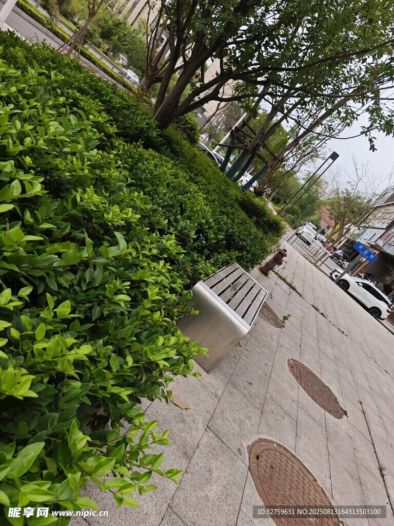 城市街边绿意盎然的灌木丛