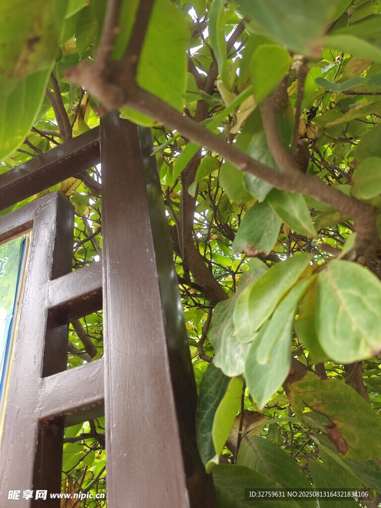 木椅旁繁茂绿叶