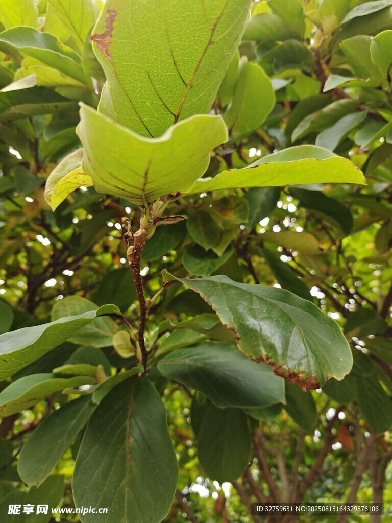 绿叶繁茂的植物景象