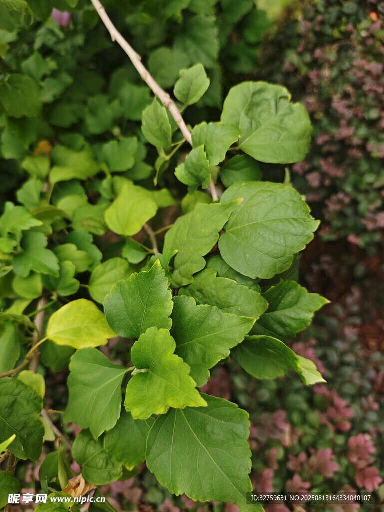 绿叶植物特写