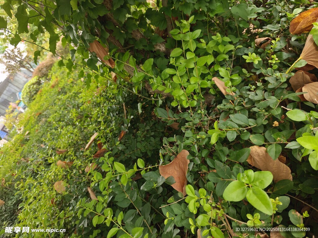 翠绿繁茂的藤蔓植物