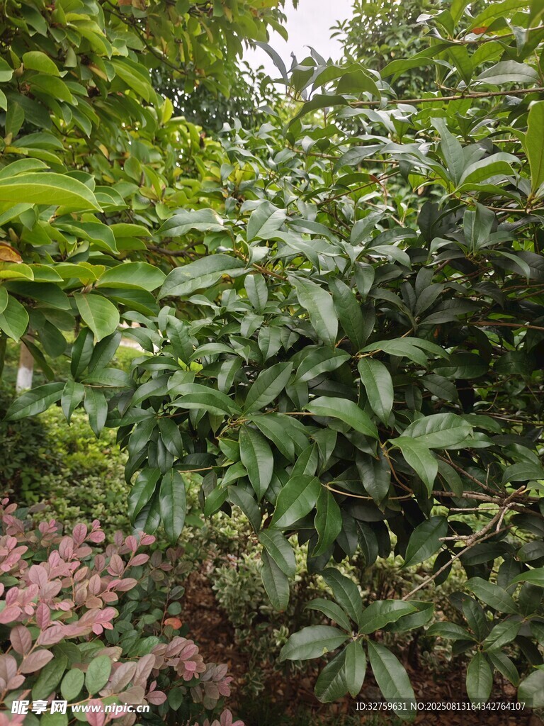 繁茂绿植景观