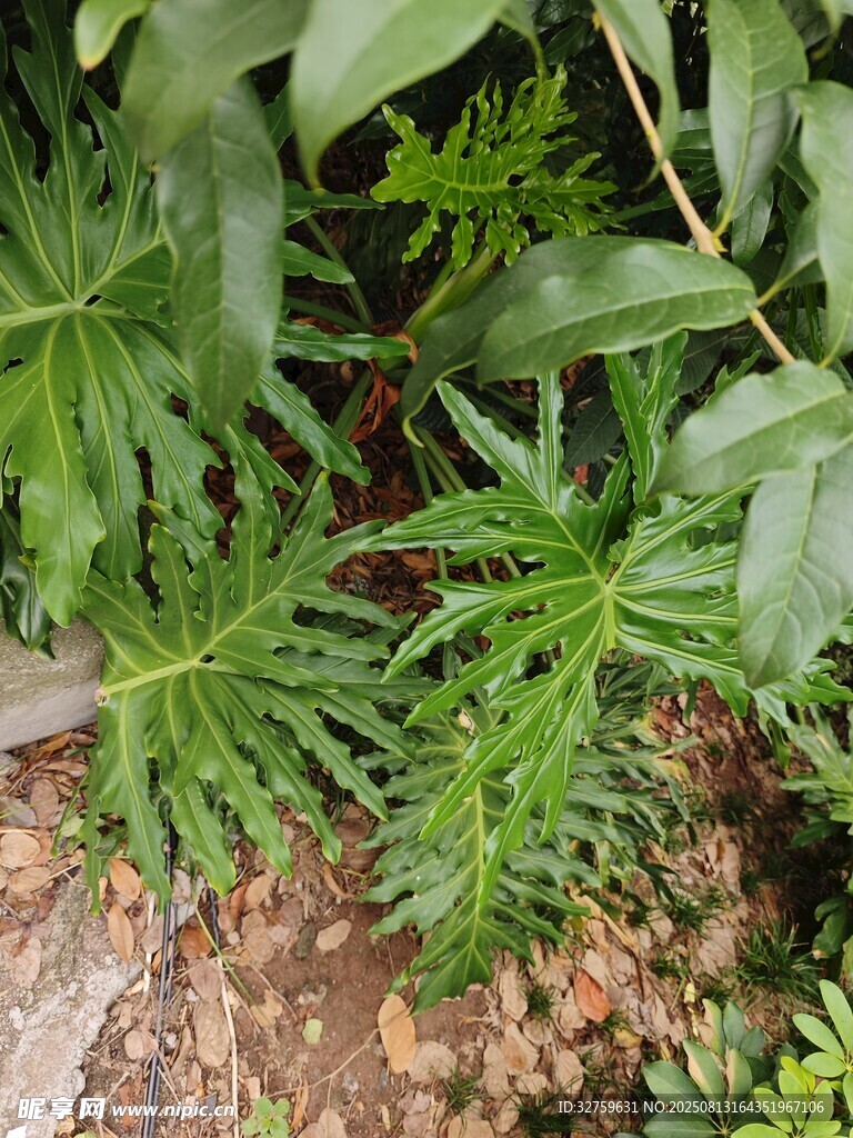绿叶丛生的植物景观