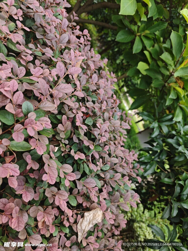 粉色繁茂植物景观