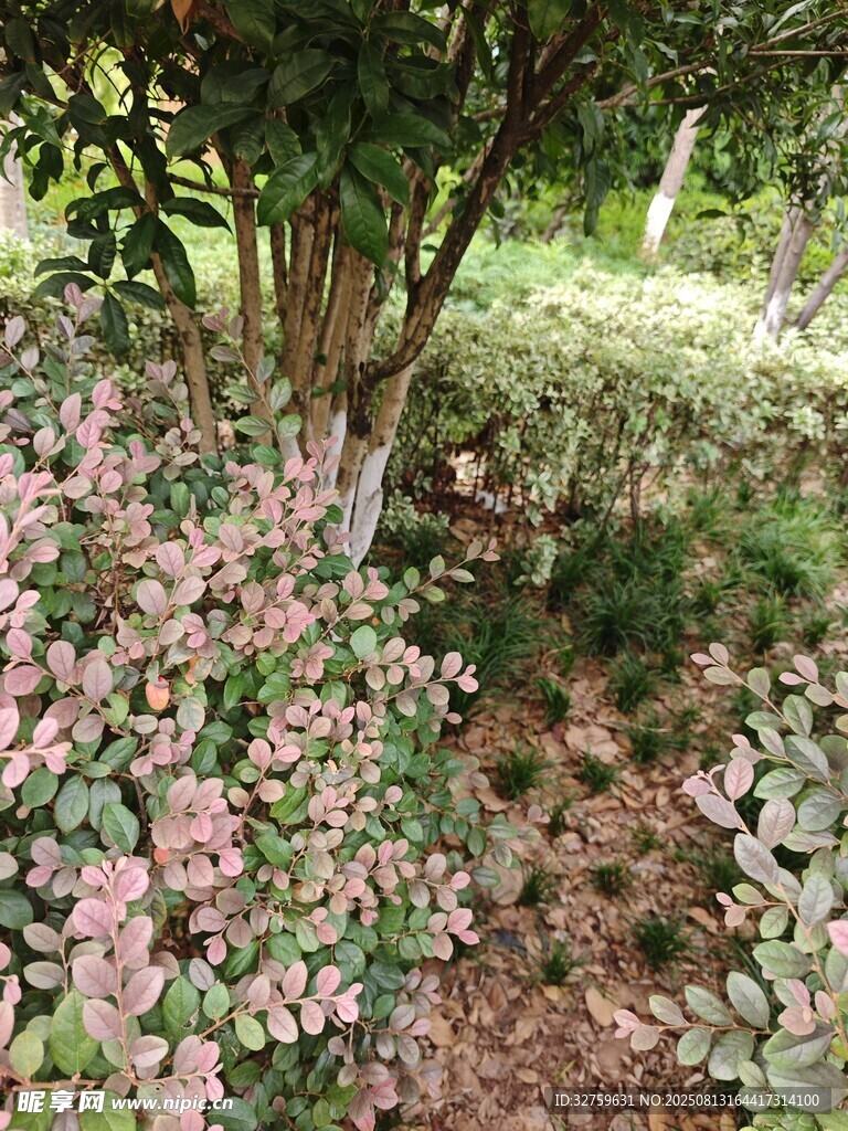 树下缤纷花卉景观
