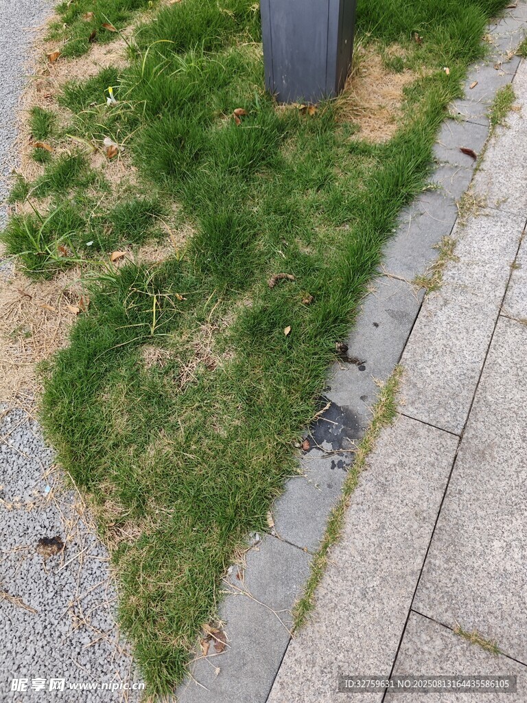 路边草地局部景象