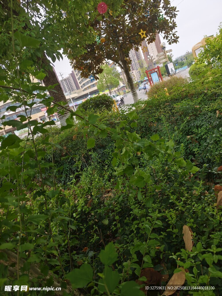 城市中的绿意灌木丛