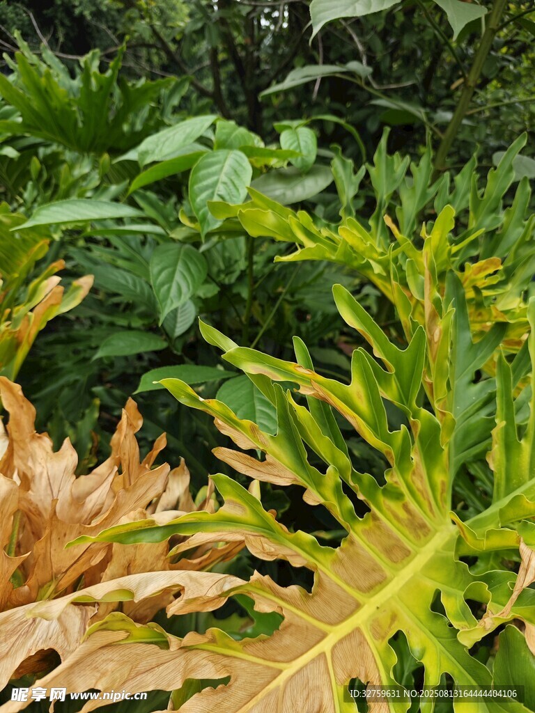 多彩植物叶片特写