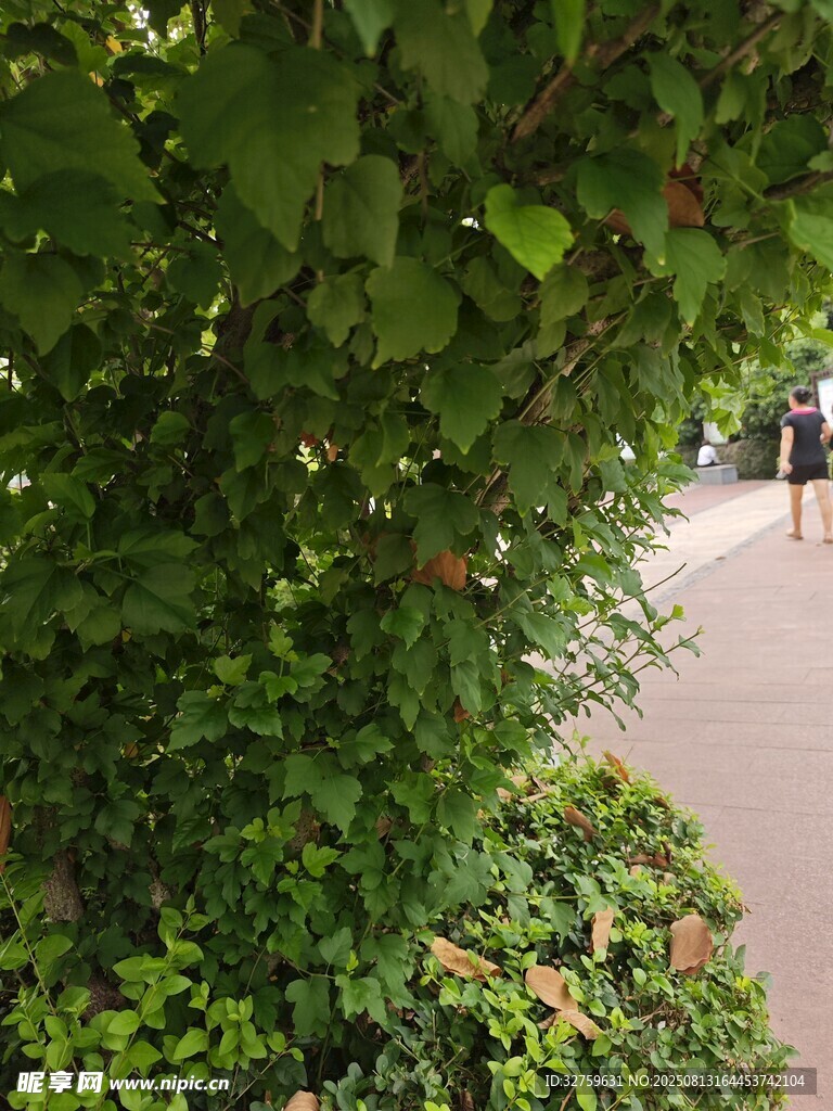 绿叶繁茂的路边绿植景观