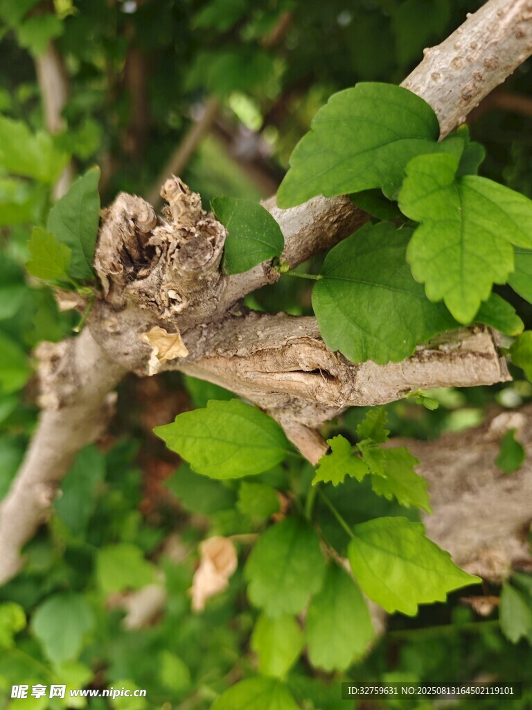 树枝上的绿叶与枯木