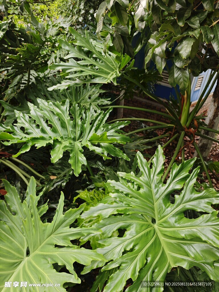 繁茂绿植展现自然生机