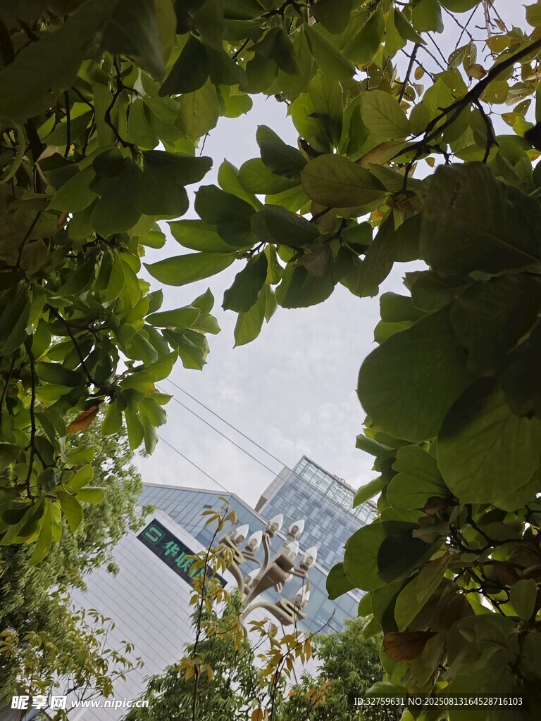 绿叶掩映下的城市建筑