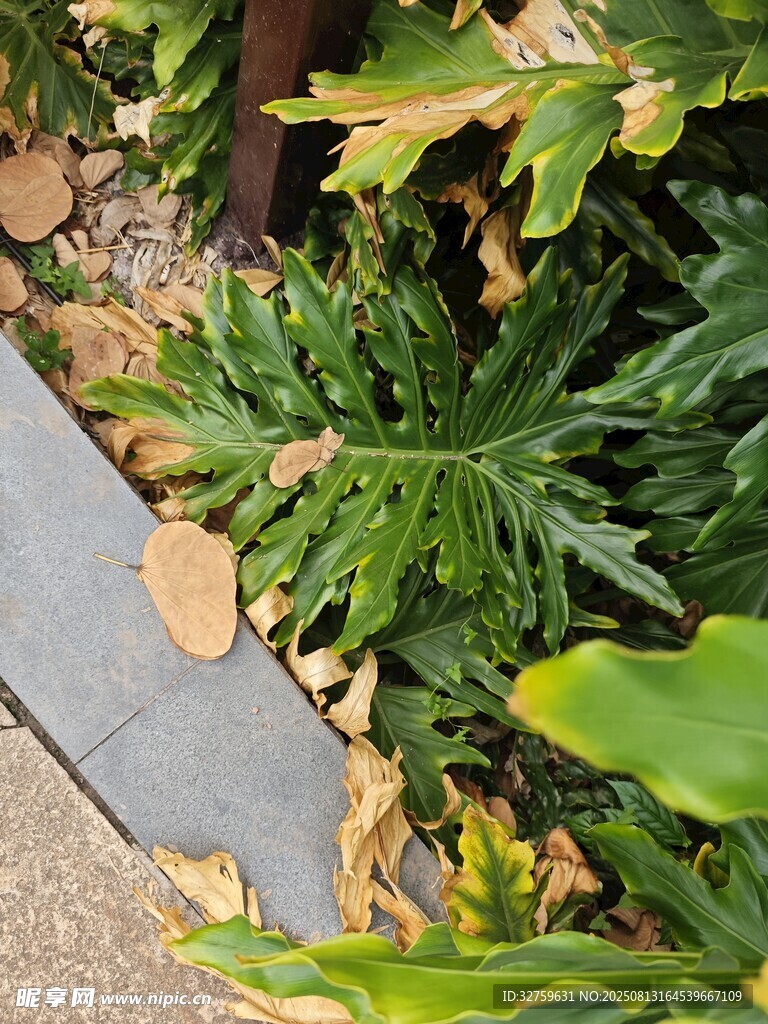 路边枯黄植物特写