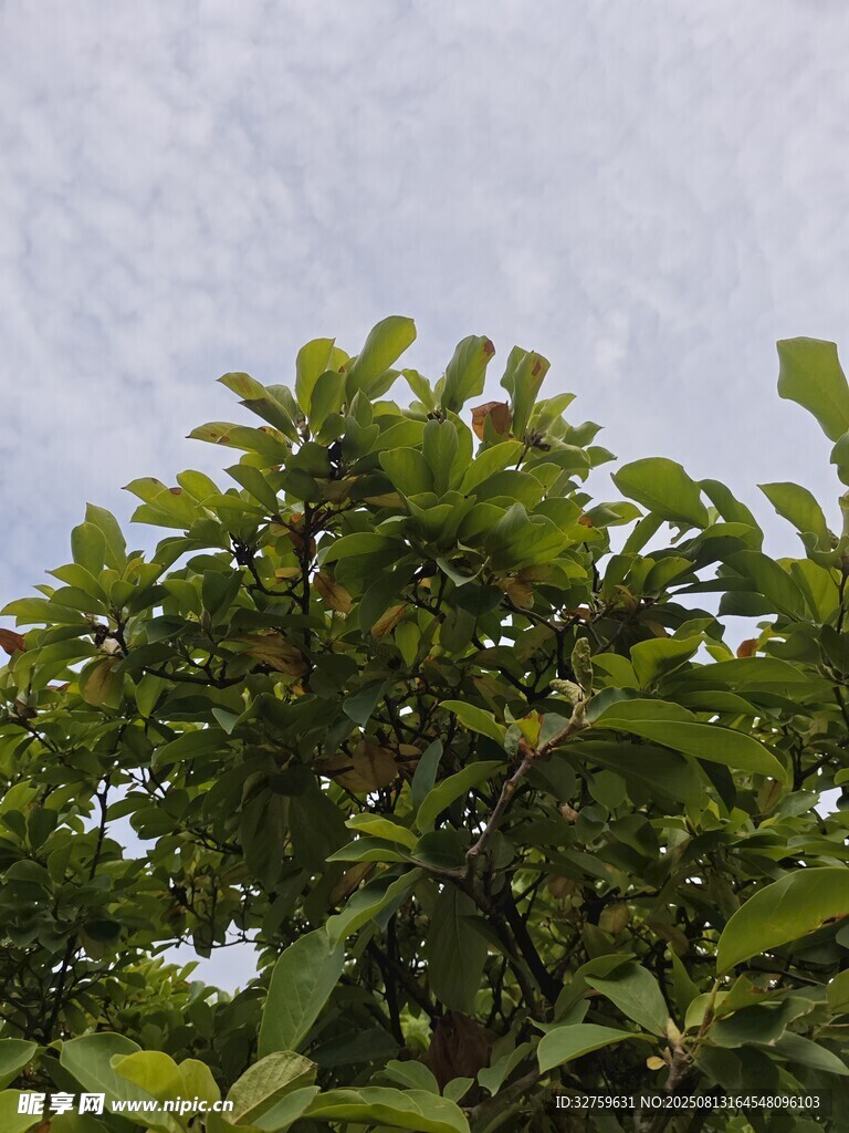 绿叶繁茂的树冠