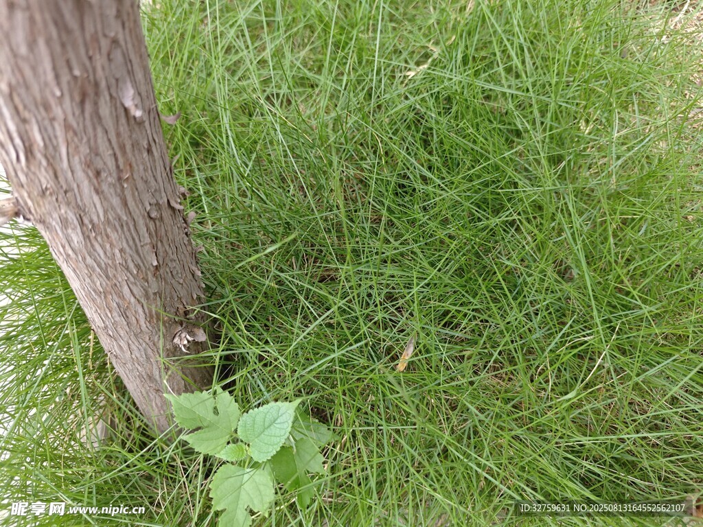 树干旁的嫩绿小草