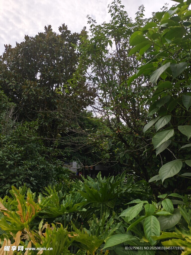 繁茂绿植景观