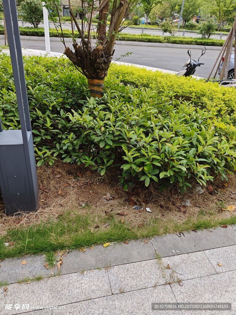 路边绿植景观