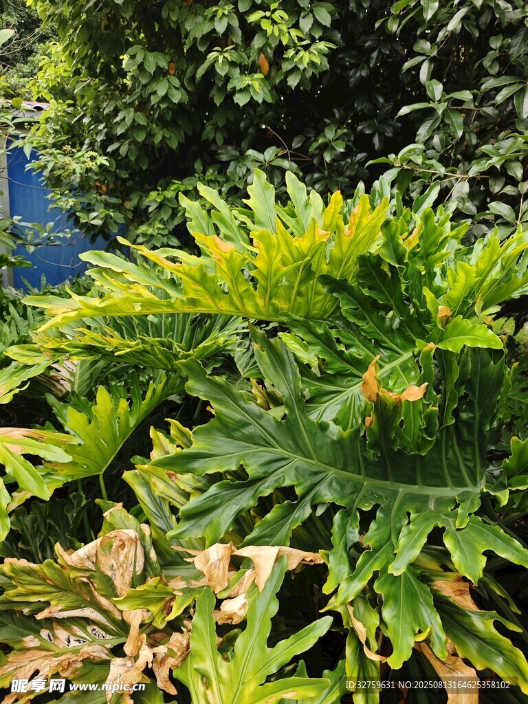 翠绿繁茂的热带植物景观