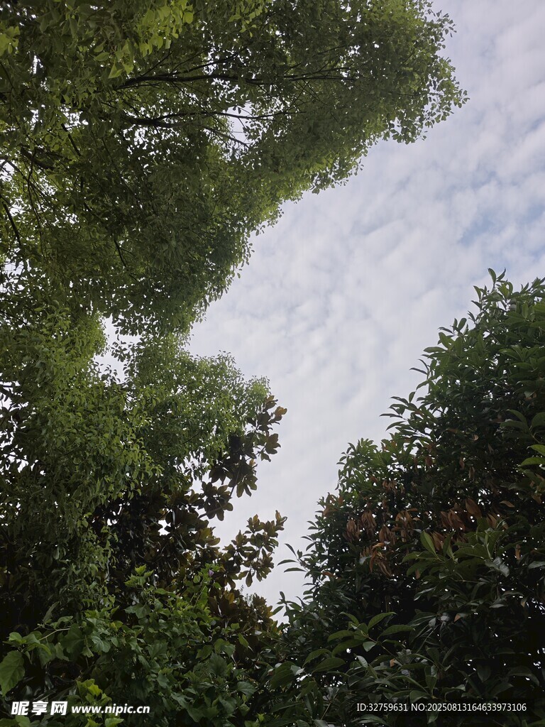 仰视茂密树冠与天空