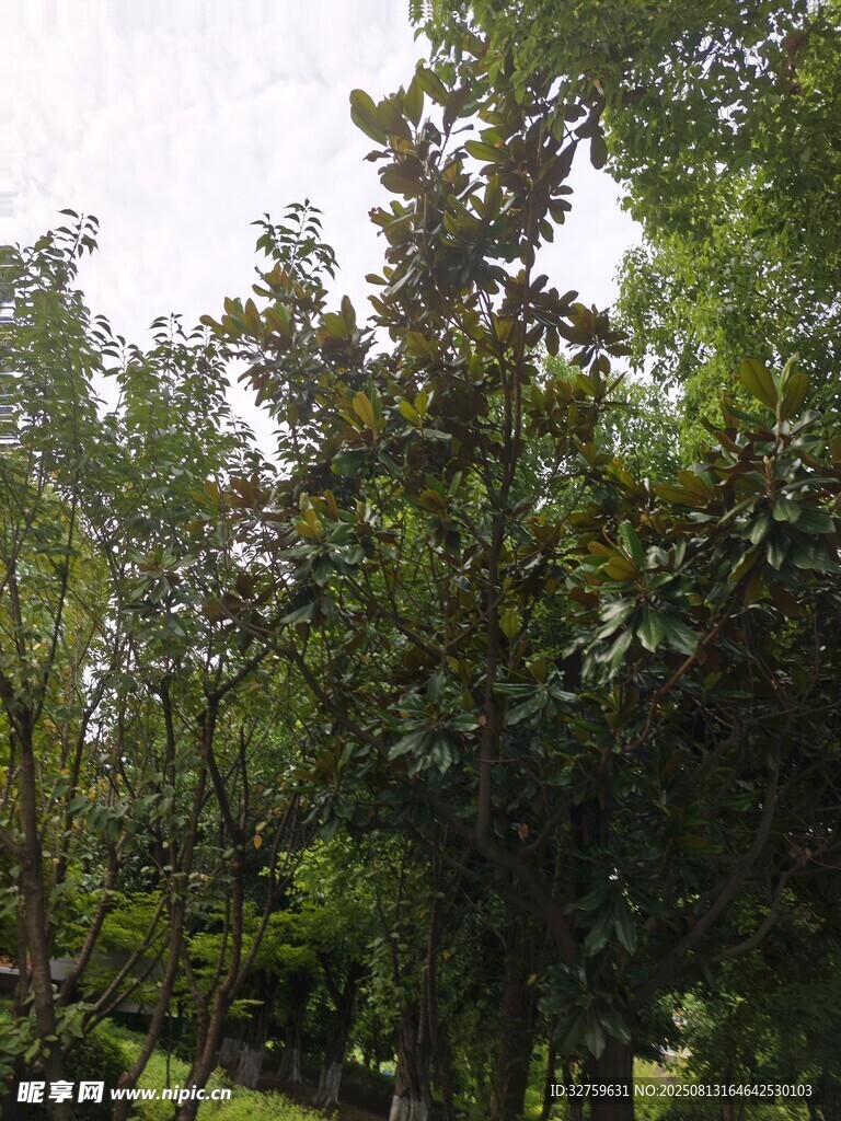 郁郁葱葱的树林景观