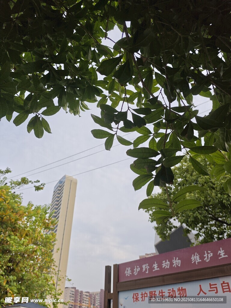 绿树掩映下的建筑标牌