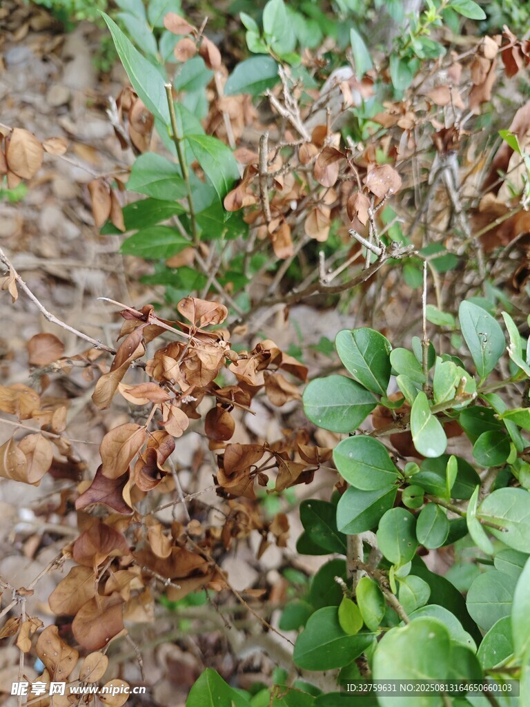 地面上的枯叶与绿植