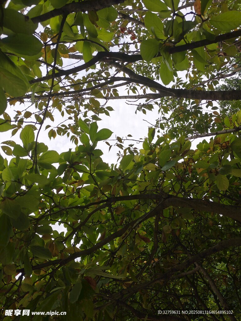 林间绿叶繁茂的自然景象