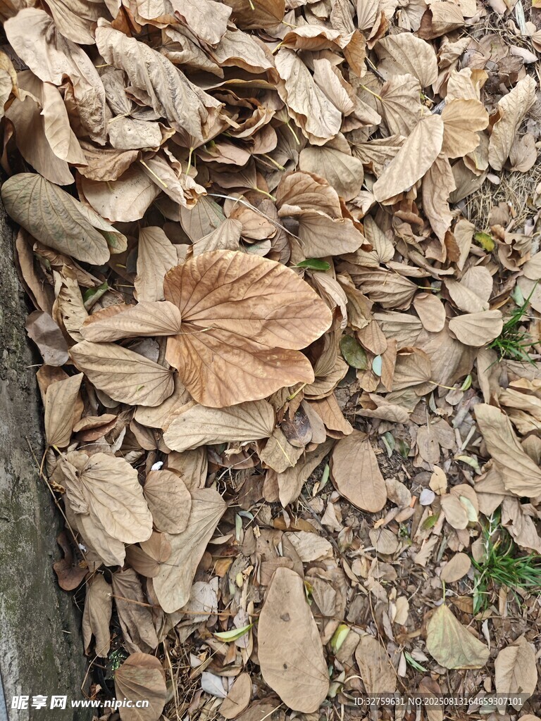 地面上的干枯落叶