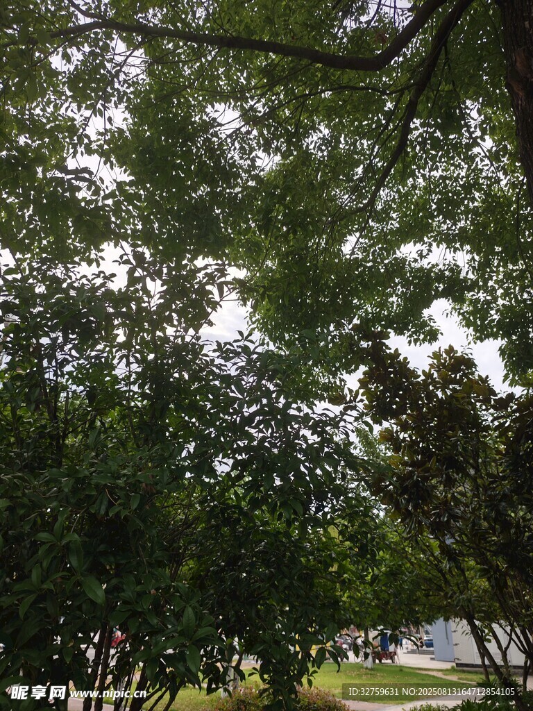 繁茂绿树间的户外景致
