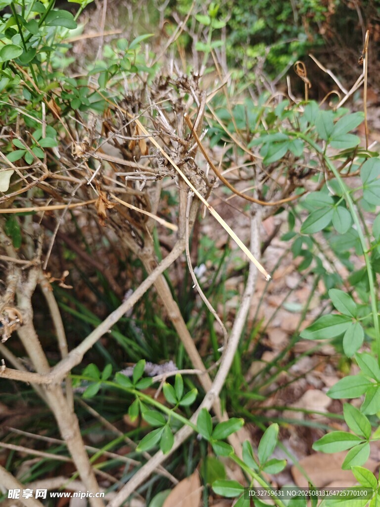 杂乱丛生的枯枝与绿植