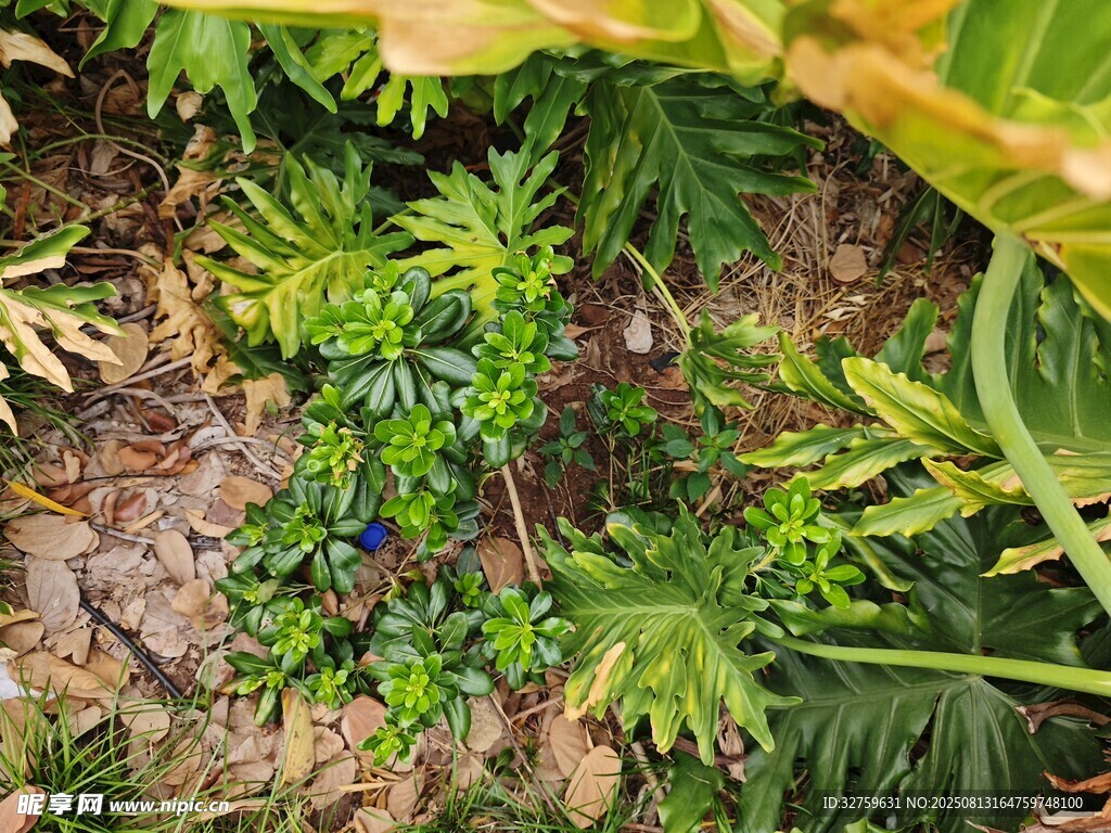 地面绿植与碎石景观