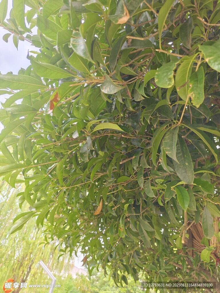 枝叶繁茂的果树