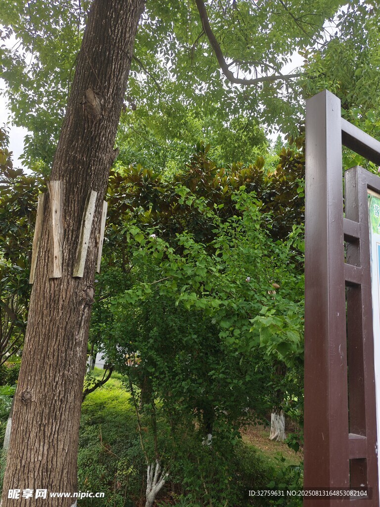 树干被切的户外场景