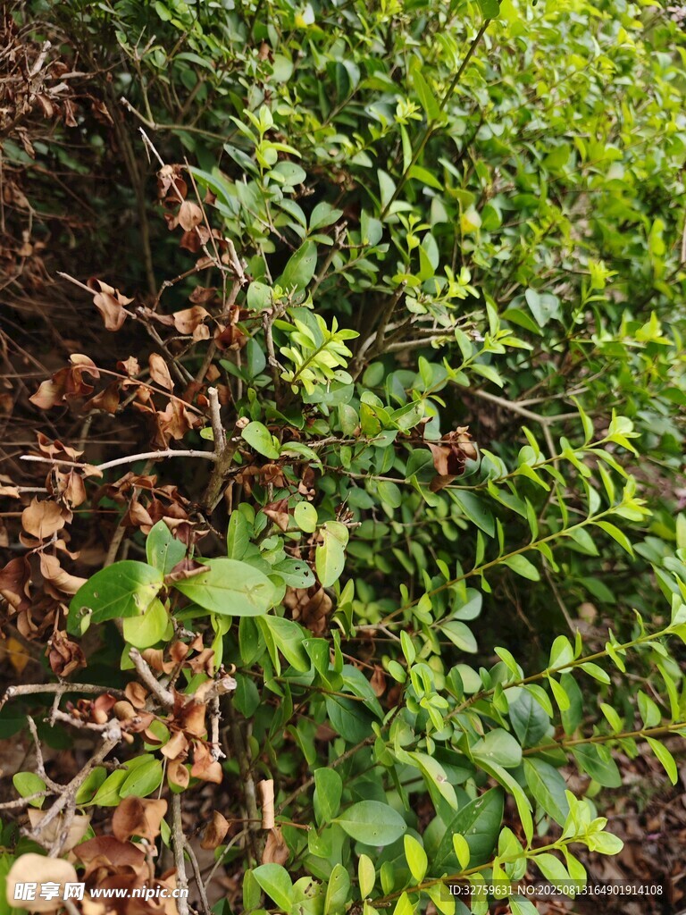 绿叶繁茂的植物景观